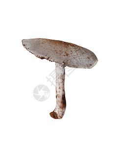 热带有毒蘑菇在白色背景上隔离具有剪切路径功能便于设计图片