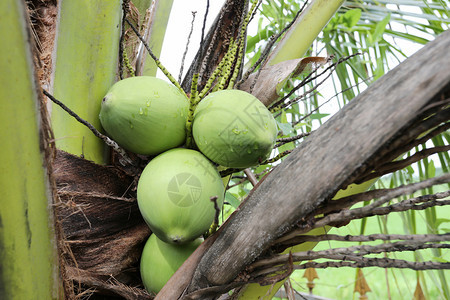 在泰国花园椰子树上的果这棵棕榈树在全海边热带中发现的图片