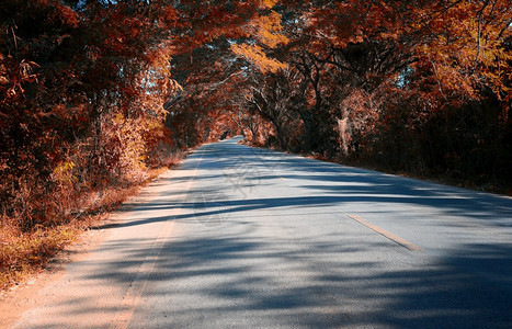 两边都有秋树的农村道路图片