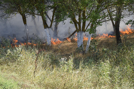 森林里着火了森林垃圾中的火和烟森林里的草在燃烧森林火灾森林里着火了森林垃圾中的火和烟森林里的草在燃烧森林火灾图片