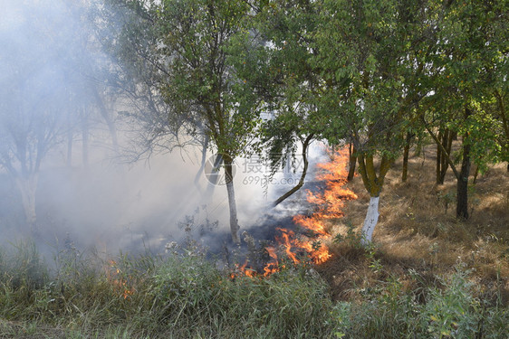 森林里着火了森林垃圾中的火和烟森林里的草在燃烧森林火灾森林里着火了森林垃圾中的火和烟森林里的草在燃烧森林火灾图片