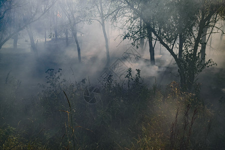 森林里着火了森林垃圾中的火和烟森林里的草在燃烧森林火灾森林里着火了森林垃圾中的火和烟森林里的草在燃烧森林火灾图片