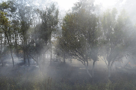 森林里着火了森林垃圾中的火和烟森林里的草在燃烧森林火灾森林里着火了森林垃圾中的火和烟森林里的草在燃烧森林火灾图片