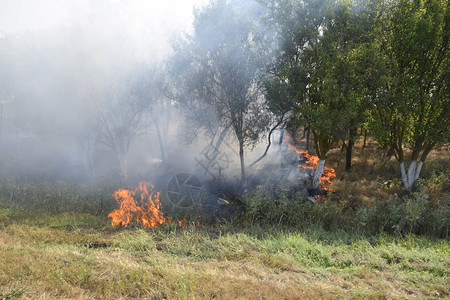 森林里着火了森林垃圾中的火和烟森林里的草在燃烧森林火灾森林里着火了森林垃圾中的火和烟森林里的草在燃烧森林火灾图片