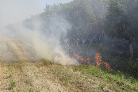 森林里着火了森林垃圾中的火和烟森林里的草在燃烧森林火灾森林里着火了森林垃圾中的火和烟森林里的草在燃烧森林火灾图片