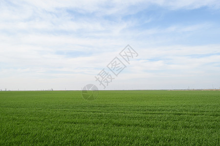 春小麦田地和天空的景观春小麦田图片