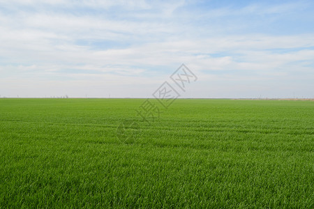 春小麦田地和天空的景观春小麦田图片
