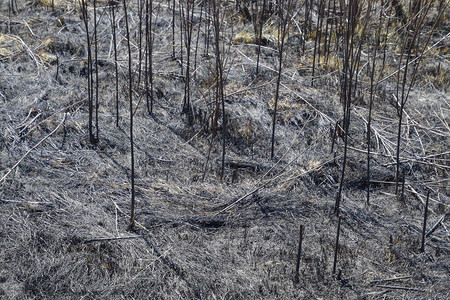 从土壤上烧焦的草地灰烬火烧之后的地貌土壤上烧焦的草地灰烬火烧之后的地貌背景图片