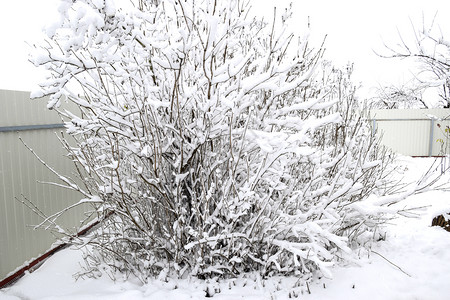 树枝上的雪冬季景色上覆盖着雪的木下枝的强度自然雪树木冬季景色雪下树枝的强度自然雪落图片