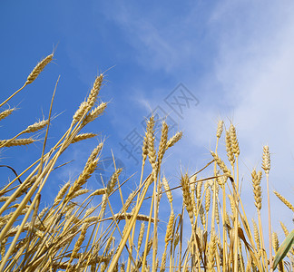 蓝天映衬下的麦穗成熟小麦蓝天映衬下的麦穗成熟小麦背景
