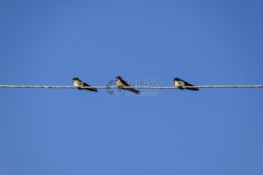 燕子在电线上吞咽燕子在蓝天上吞咽燕子是普通的在蓝天上吞咽图片