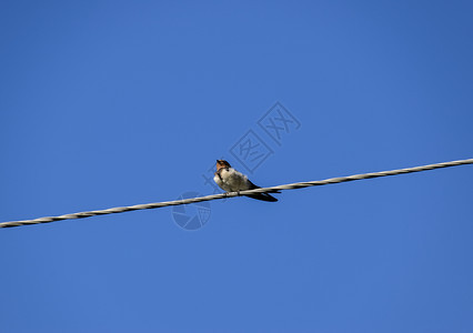 燕子在电线上吞咽燕子在蓝天上吞咽燕子是普通的在蓝天上吞咽图片