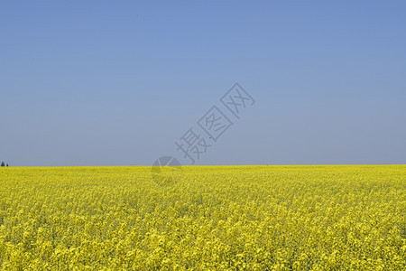 种子田、黄色花田地景观蓝色天空和田地、蓝色天空和田地。图片