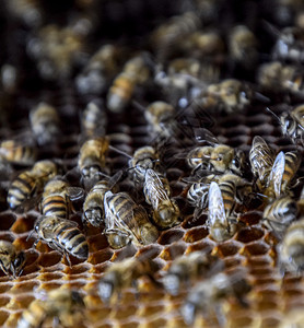 蜂蜜在家庭养上蜜在家庭养上的技术图片