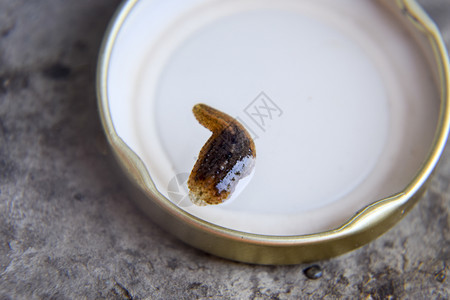 罐子盖上的沥青吸血动物腰带类的一小叮当虫水管的希鲁多疗法吉达罐子盖上的利奇皮带类一小叮当虫吉鲁达图片