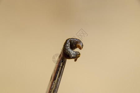 镊子上有水蛭吸血动物癣的一个子类来自皮带类型类水蛭疗法镊子上有水蛭吸血动物癣的一个子类来自皮带类型类水蛭疗法图片