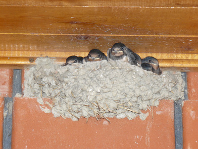 燕子在屋顶筑巢高清图片