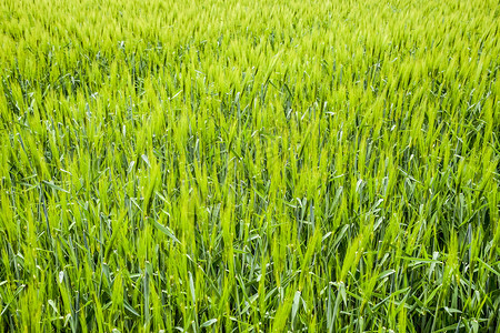 野外是大麦农村地貌绿色不成熟的大麦农村地貌图片