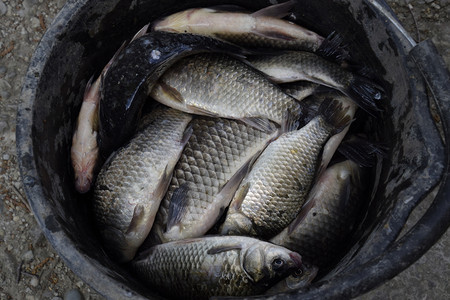 一条塑料桶中的河流鱼捕获碳和鲤杂草一条塑料桶中的河鱼杂草图片