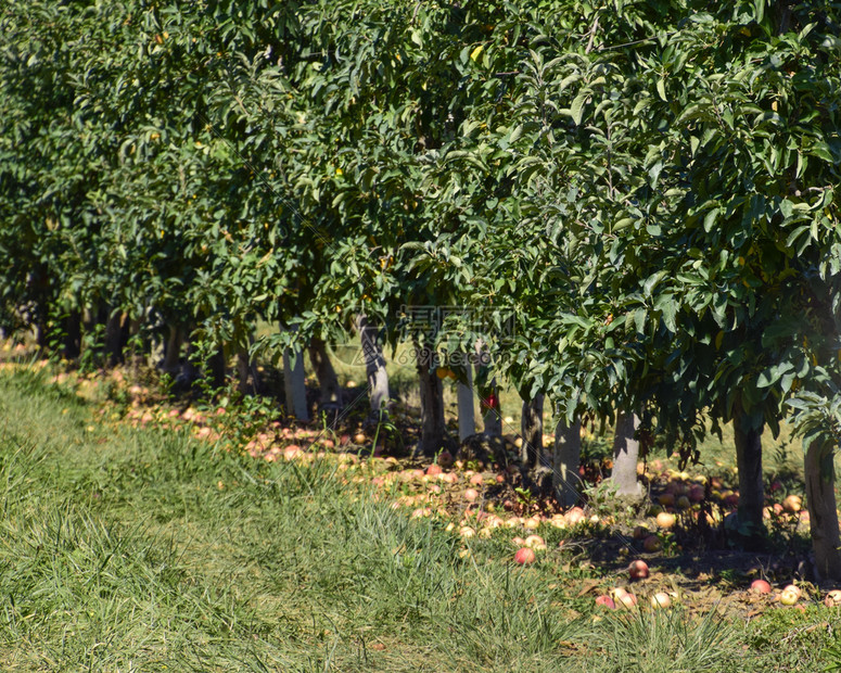 苹果园树下木的行和地果实苹园树木的行和地下果实
