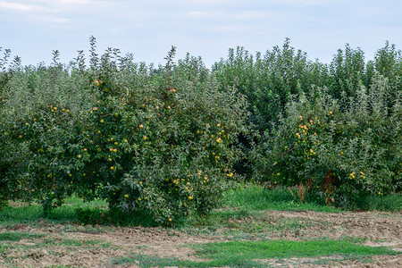 苹果园树下木的行和地果实苹园树下木的行和地果实图片