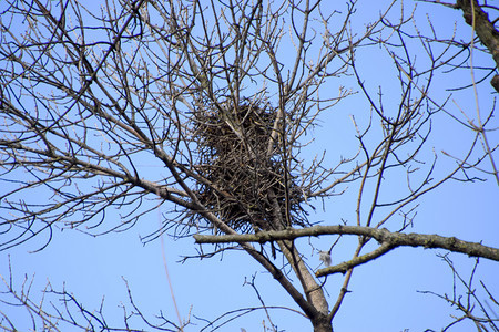 乌鸦在树高处的巢穴夜落后鸟儿的巢穴图片