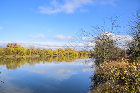 秋天风景河岸和有黄树柳和花粉在河岸柳树和花粉在河岸图片