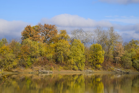 秋天风景河岸和有黄树柳和花粉在河岸柳树和花粉在河岸图片