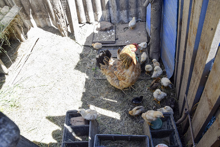 鸡妈妈和鸡鸡舍里的家禽鸡妈妈和鸡个体鸡舍家禽图片