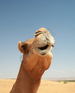 沙漠中的骆驼在酋长国旅行中拍摄骆驼沙漠中的骆驼图片