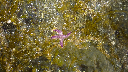 海边的星水中软体积海鸟图片