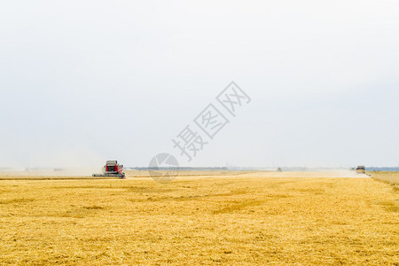 利用联合收割机小麦成熟田农业机械联合收割小麦图片