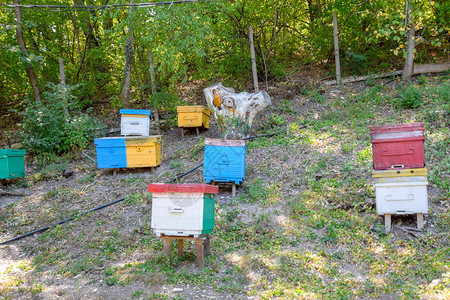 俄罗斯戈尔尼定居点2018年月日山上养蜂场的蜜被油漆的树桩山上养蜂被油漆的树桩图片