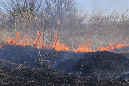 干草地上的火干草和芦苇的焚烧火焰和灰烬在一块乾草上烧火烧乾草和芦苇图片
