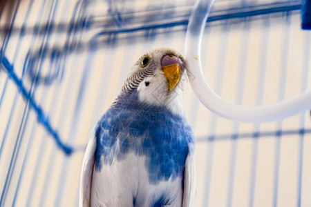笼子里有雌长毛鹦鹉蓝图片