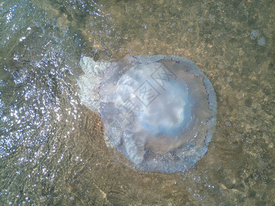 根口水母海滨浅水中死去的水母水母根瘤海滨浅水中的死水母海蜇根口背景