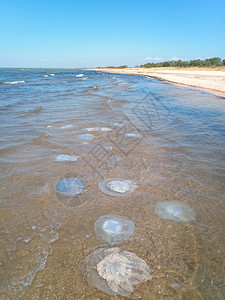 根口水母海滨浅水中死去的水母水母根瘤海滨浅水中的死水母海蜇根口背景