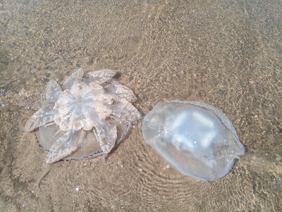 根口水母海滨浅水中死去的水母水母根瘤海滨浅水中的死水母海蜇根口背景