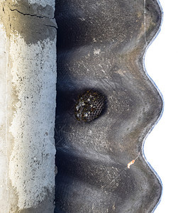 黄蜂抛光剂有黄蜂坐在上面的黄蜂窝近距离拍摄的黄蜂家族的巢穴近距离拍摄的黄蜂科的巢穴图片
