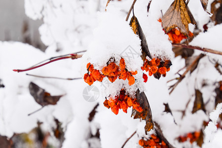 雪中的Viburnum浆果卡琳娜树上的冬季浆果雪中的Viburnum浆果卡琳娜树上的冬季浆果图片