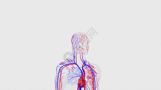 人体循环系统从头到脚的解剖计算机生成3D造血管医学背景人类循环系统从头到脚的解剖计算机生成造血管科学背景图片