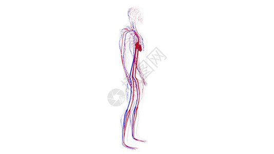 人体循环系统从头到脚的解剖计算机生成3D造血管医学背景人类循环系统从头到脚的解剖计算机生成造血管科学背景图片