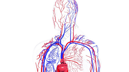 人体循环系统从头到脚的旋转模型3D产生血管医疗背景计算机生成人类循环系统旋转模型图片