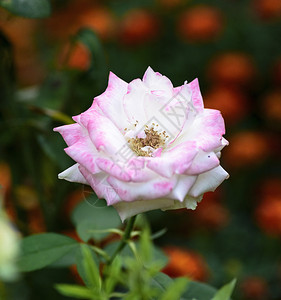 花朵在园中盛开的粉红玫瑰最顶端的景色图片