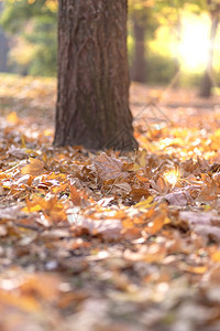 秋夜城市公园在日落的阳光下有选择地聚焦图片