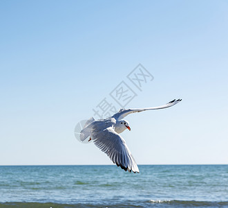 乌克兰黑海飞行白色鸥图片