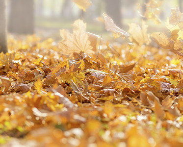清晨在公园里雾中满是干枯的落黄木叶图片
