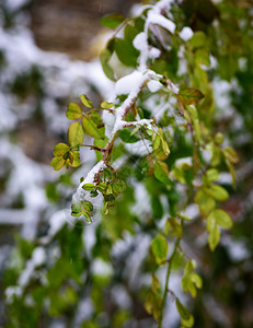 玫瑰枝的叶有绿色子上面有一层雪是冬日图片