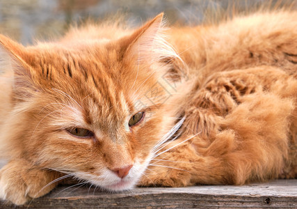 一只红发成年猫的长胡子肖像图片
