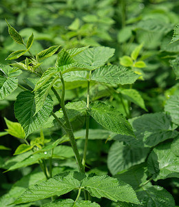 青草莓芽绿茎和叶子在夏日关闭图片